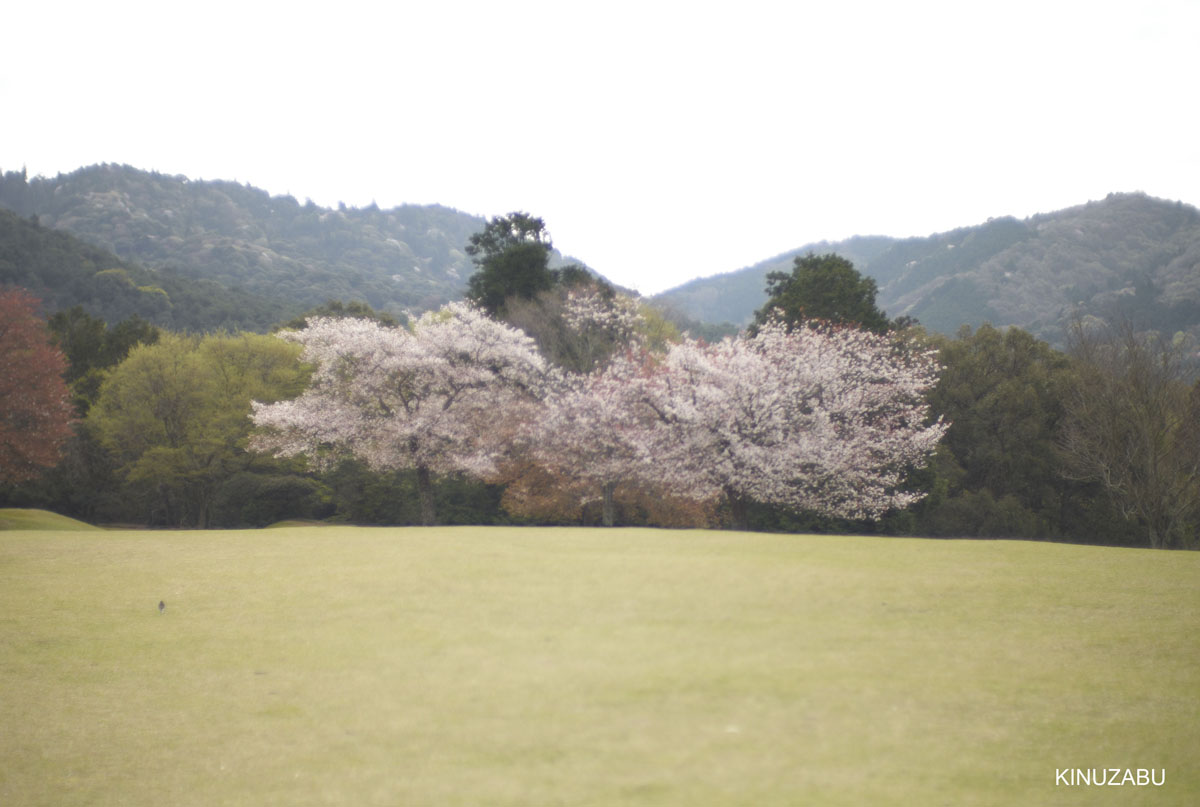 2010年奈良公園の山桜、九重桜