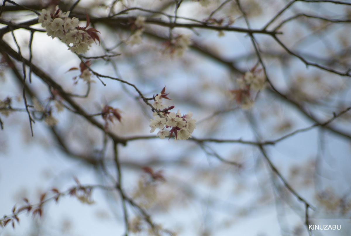 2010年奈良公園の山桜、九重桜