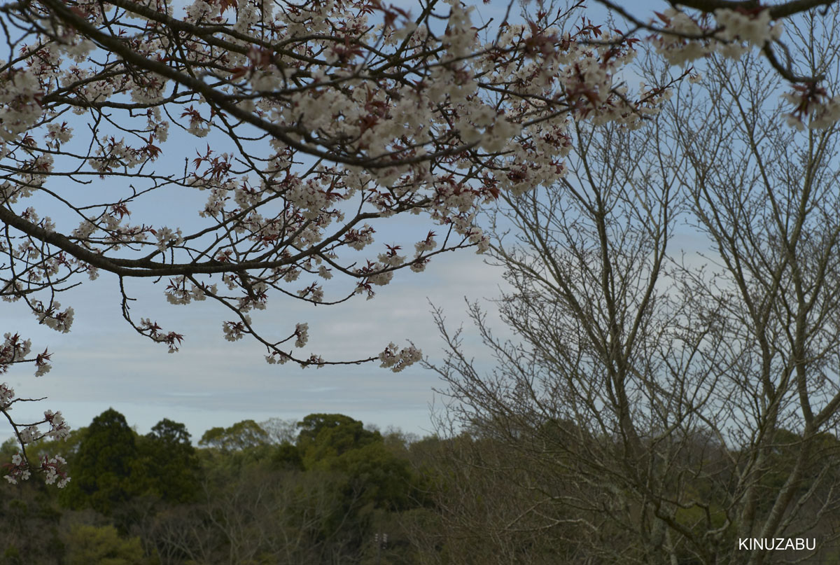 2010年奈良公園の山桜、九重桜