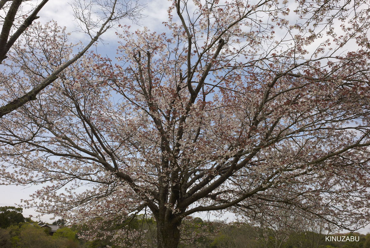 2010年奈良公園の山桜、九重桜