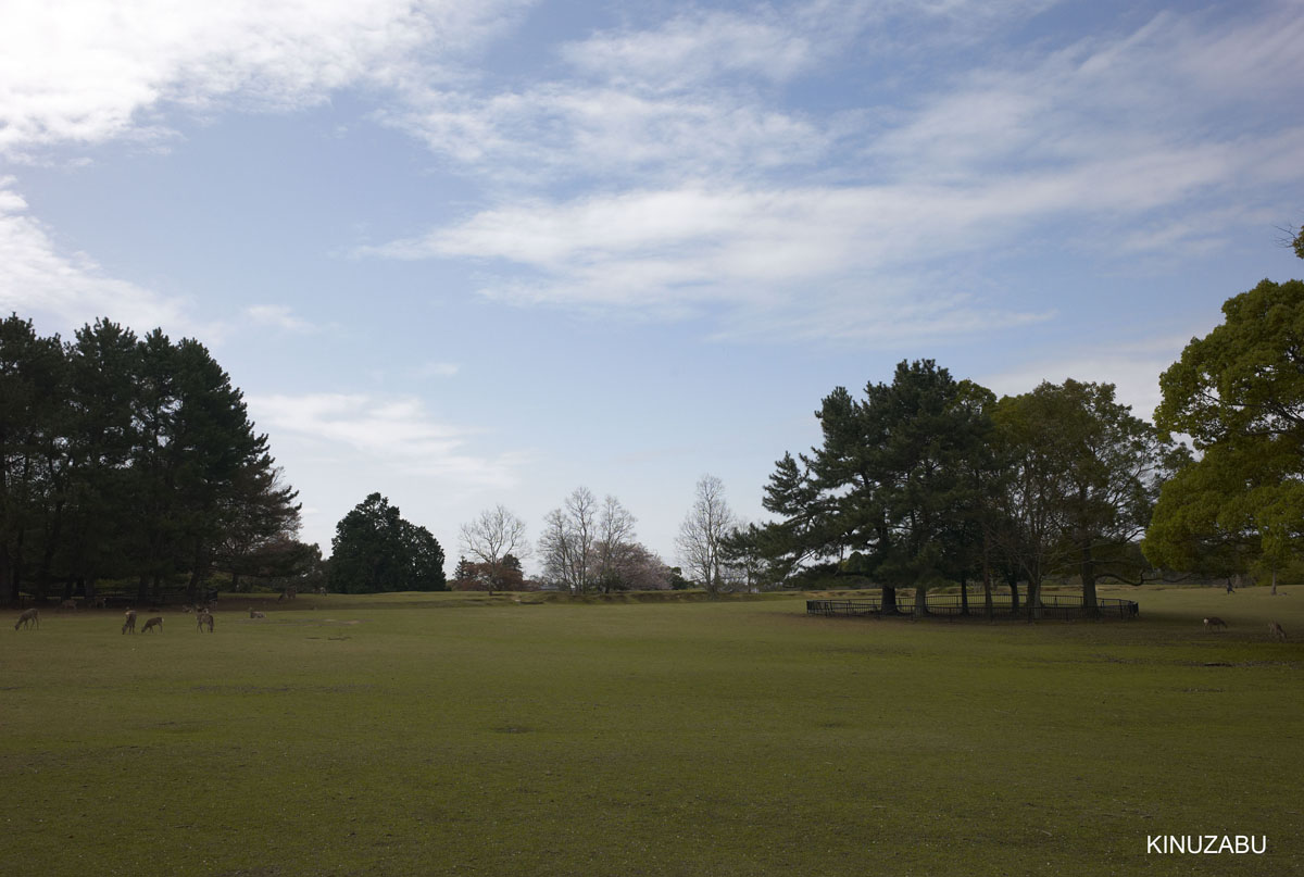 2010年奈良公園の山桜、九重桜