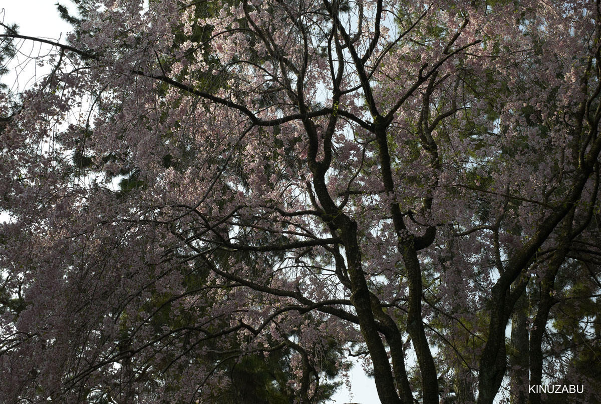 2010年京都御苑の八重桜