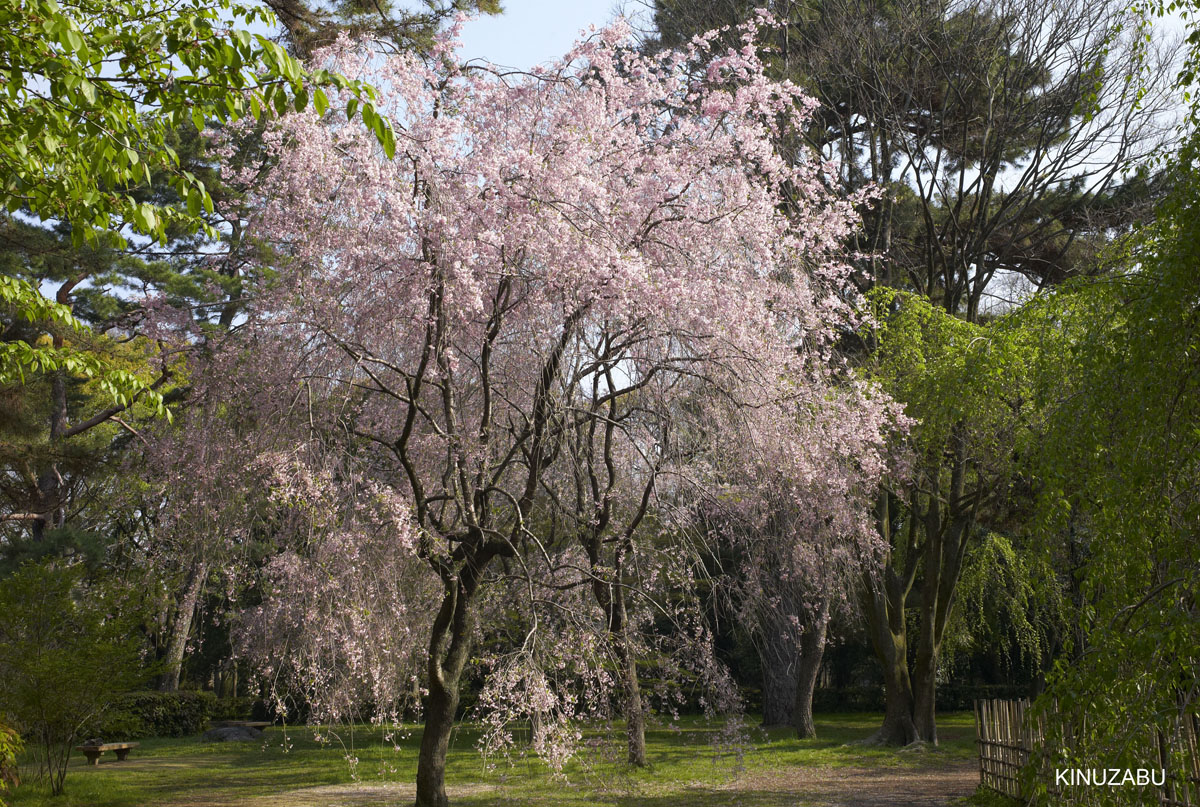 2010年京都御苑の八重桜