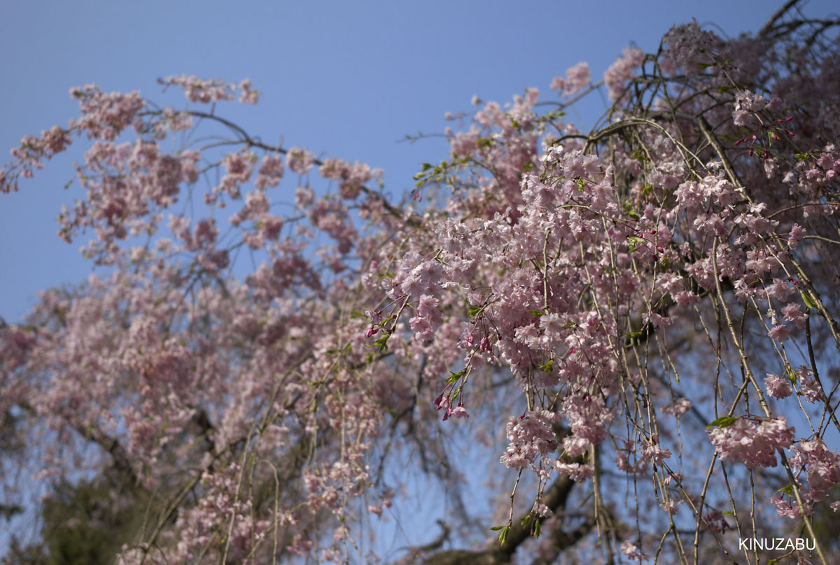 2010年京都御苑の八重桜