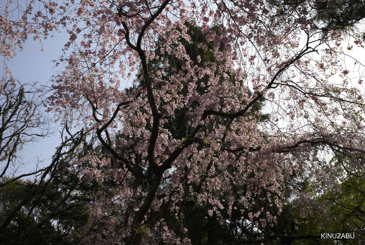 2010年京都御苑の八重桜