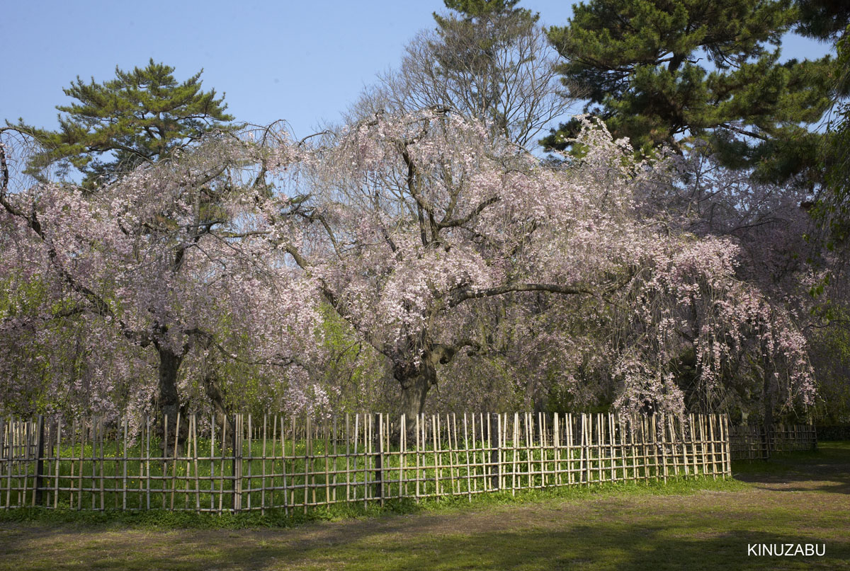 2010年京都御苑の八重桜