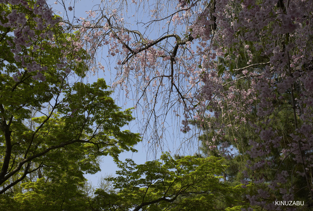 2010年京都御苑の八重桜