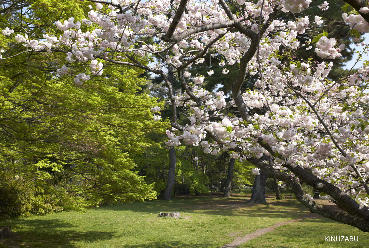 2010年京都御苑の八重桜