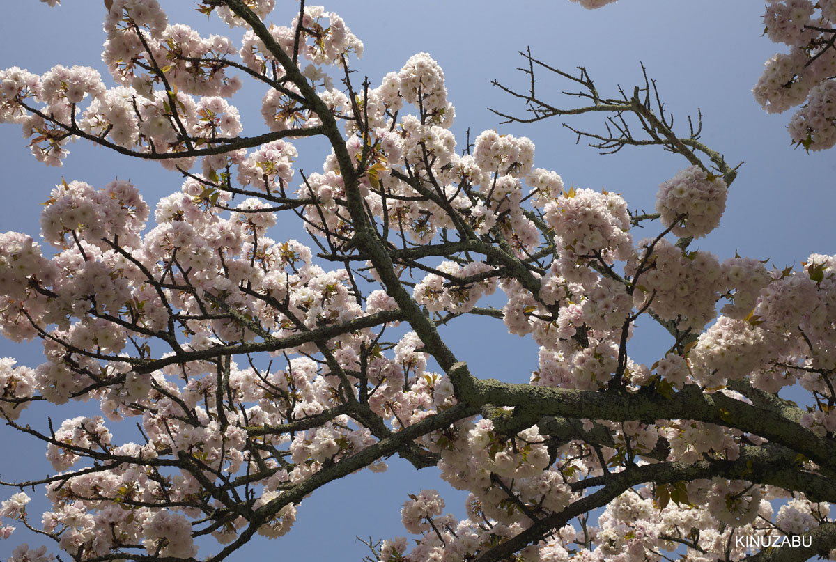 2010年京都御苑の八重桜