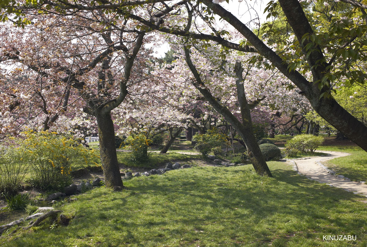 2010年京都御苑の八重桜