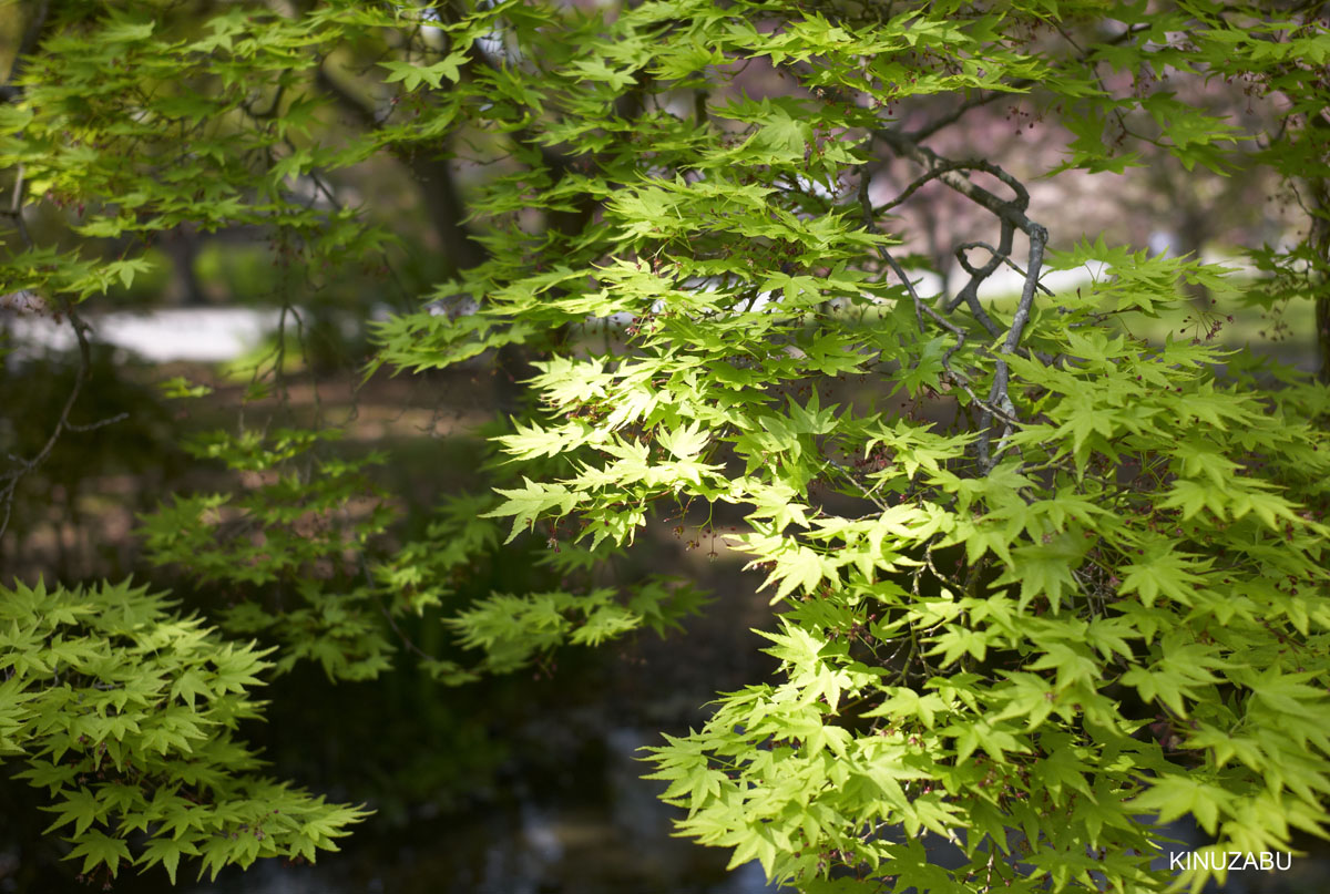 2010年京都御苑の八重桜