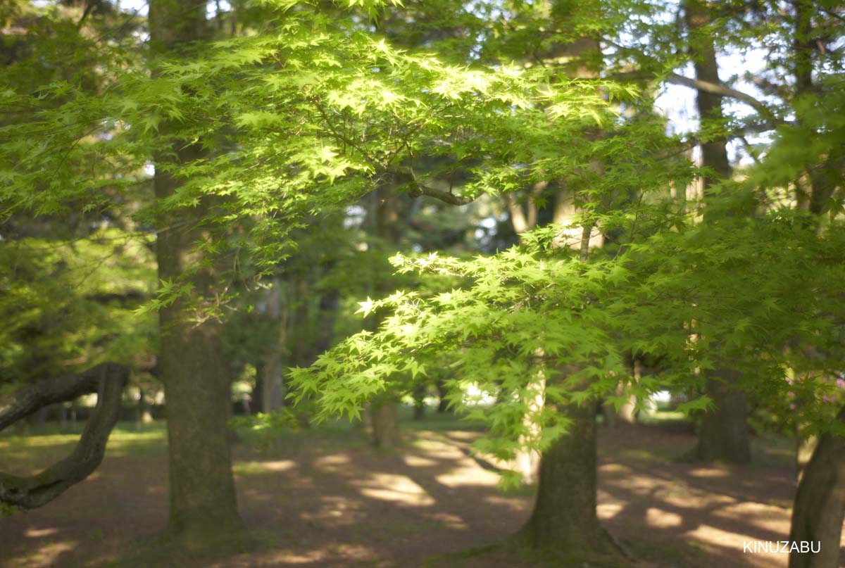 2010年京都の新緑