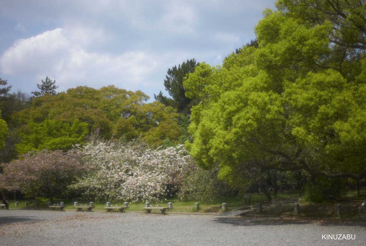 2010年京都の新緑