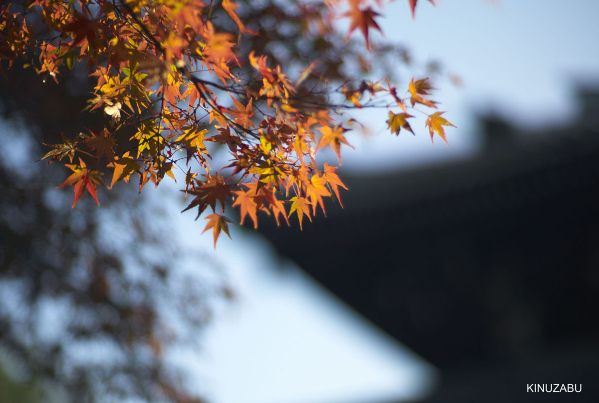 2010年京都南禅寺、黒谷、京都御苑の紅葉