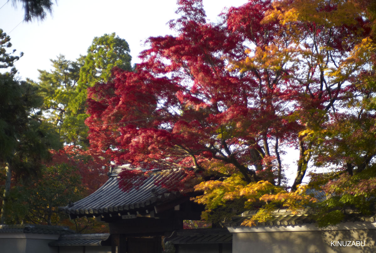 2010年京都南禅寺、黒谷、京都御苑の紅葉