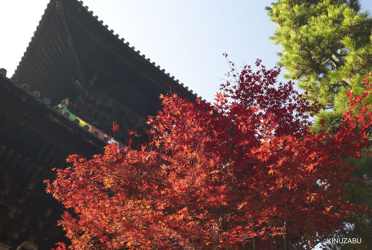 2010年京都南禅寺、黒谷、京都御苑の紅葉