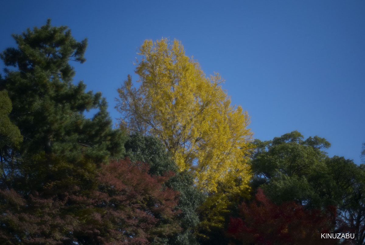 2010年京都南禅寺、黒谷、京都御苑の紅葉