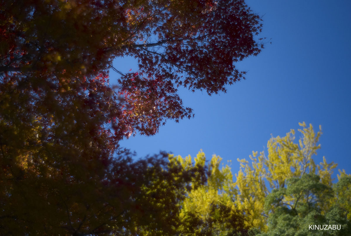 2010年京都南禅寺、黒谷、京都御苑の紅葉