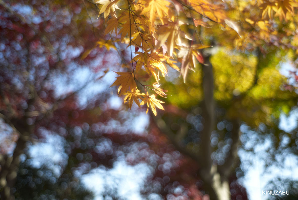 2010年嵯峨嵐山の紅葉