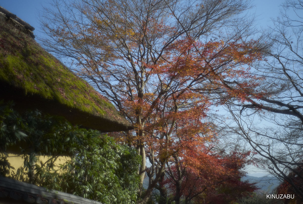 2010年嵯峨嵐山の紅葉