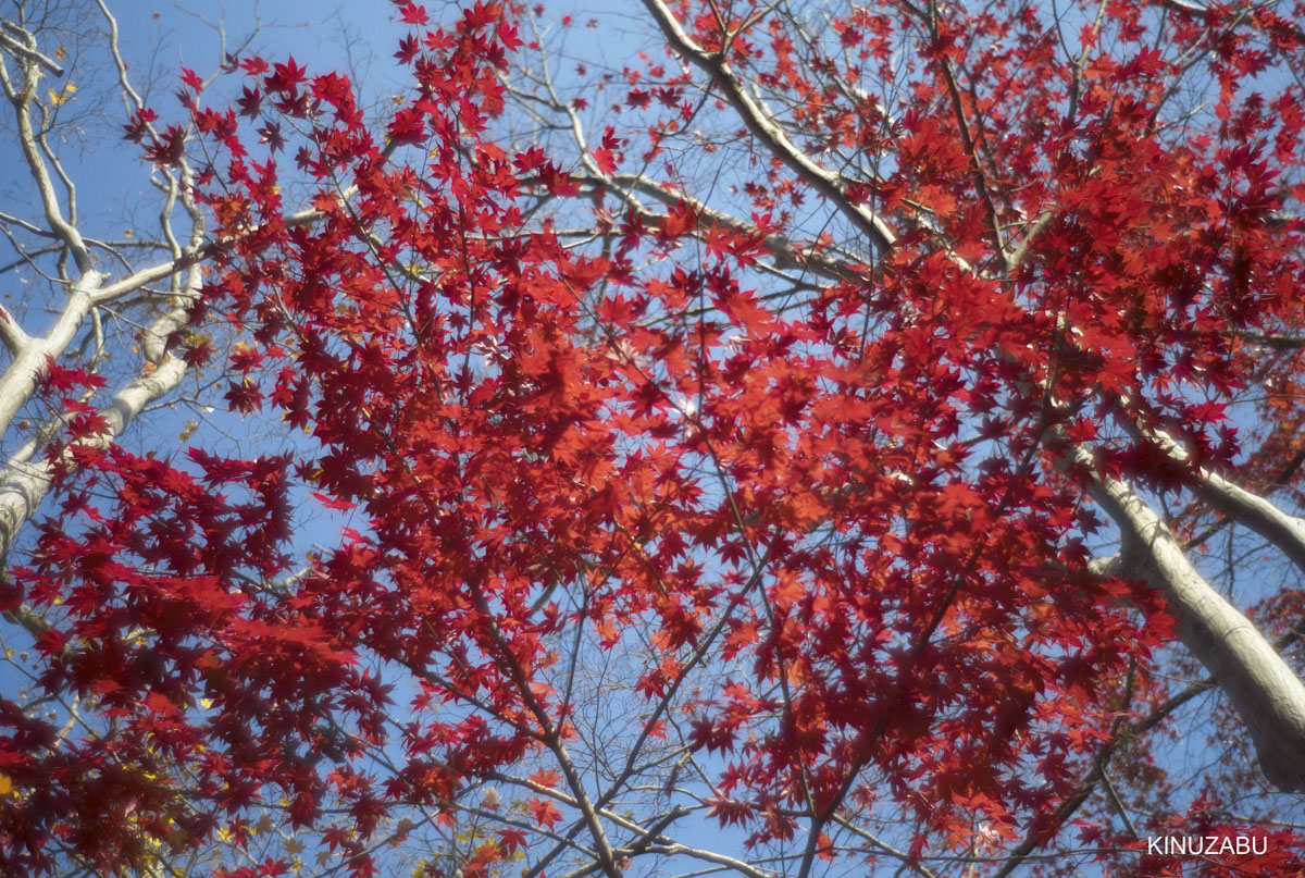 2010年嵯峨嵐山の紅葉