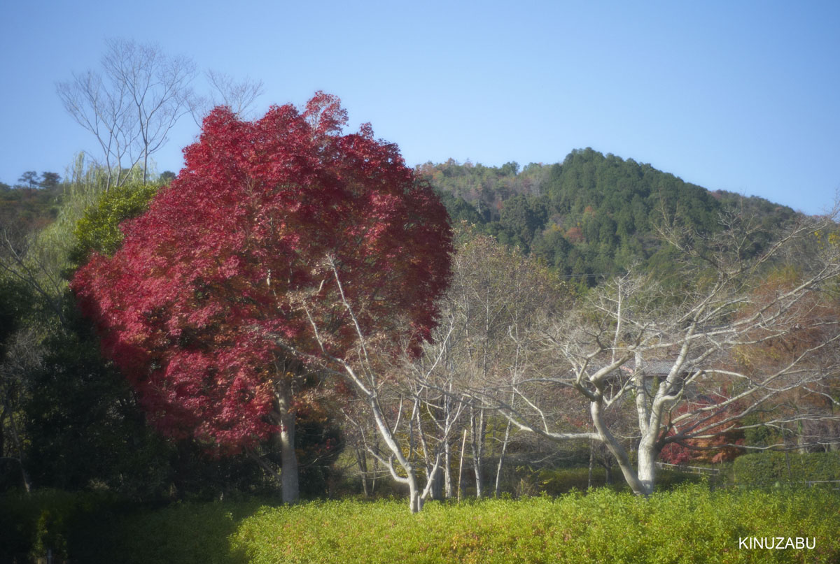 2010年嵯峨嵐山の紅葉