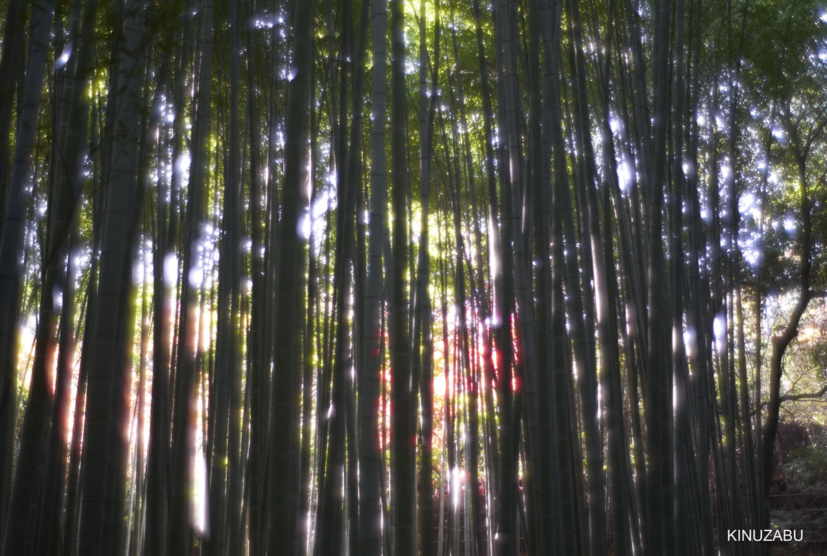 2010年嵯峨嵐山の紅葉