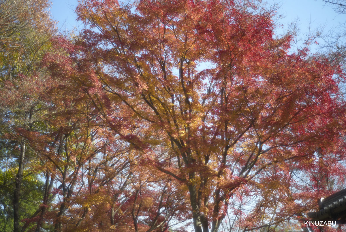 2010年嵯峨嵐山の紅葉