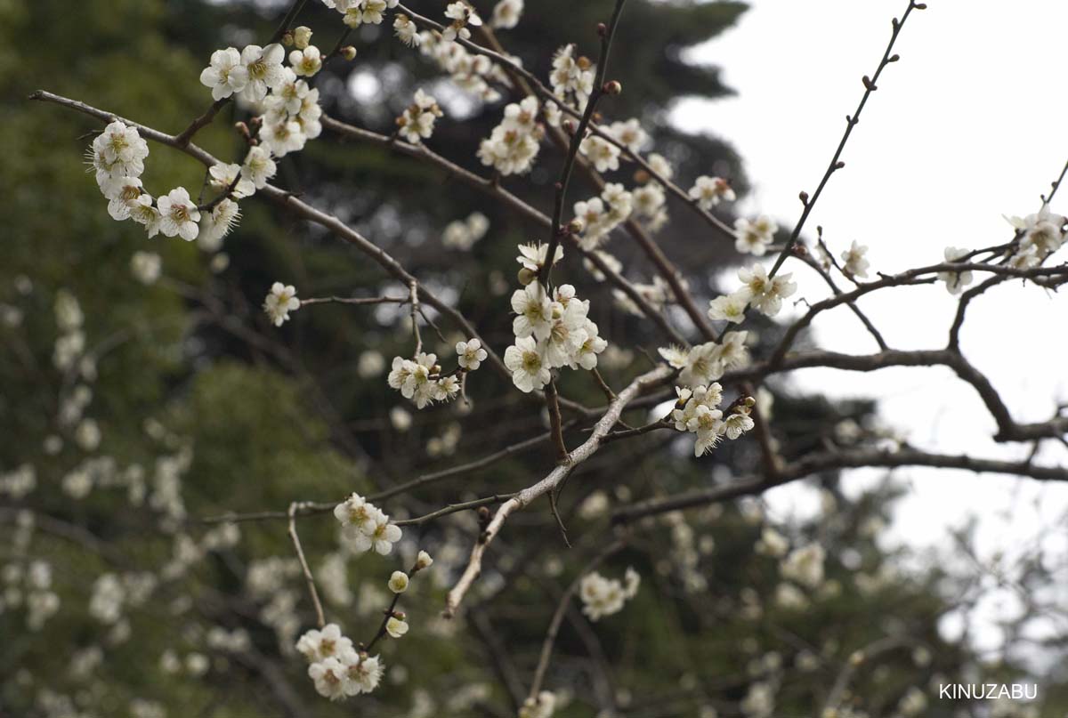 京都御苑の梅と街歩き