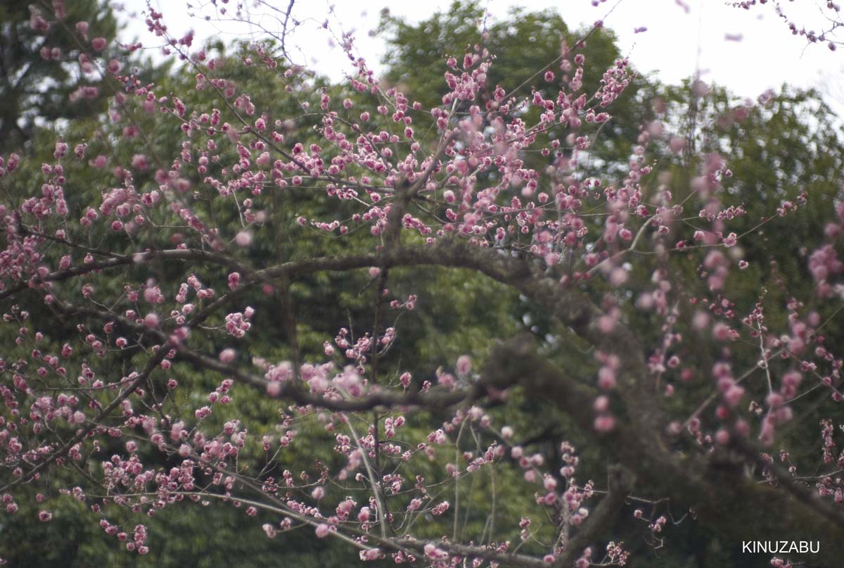 京都御苑の梅と街歩き