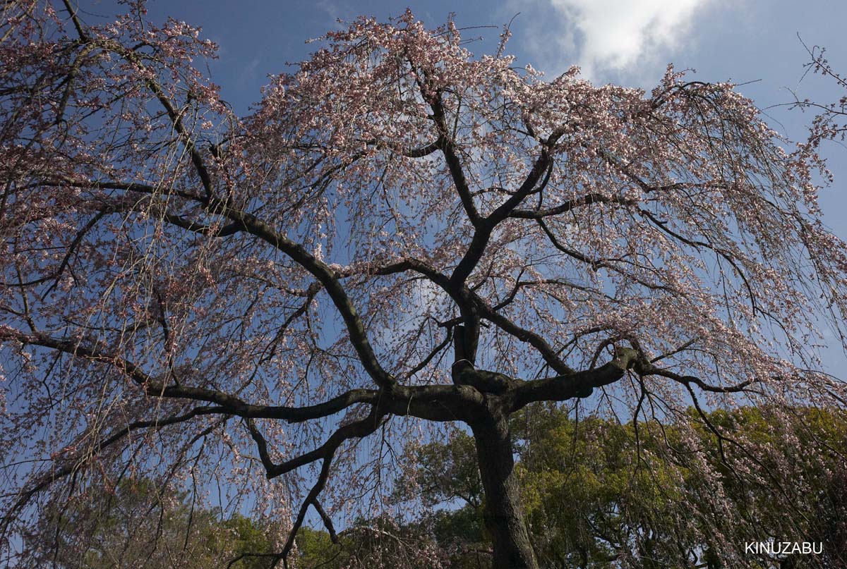 京都御苑の早咲きの桜と桃の花