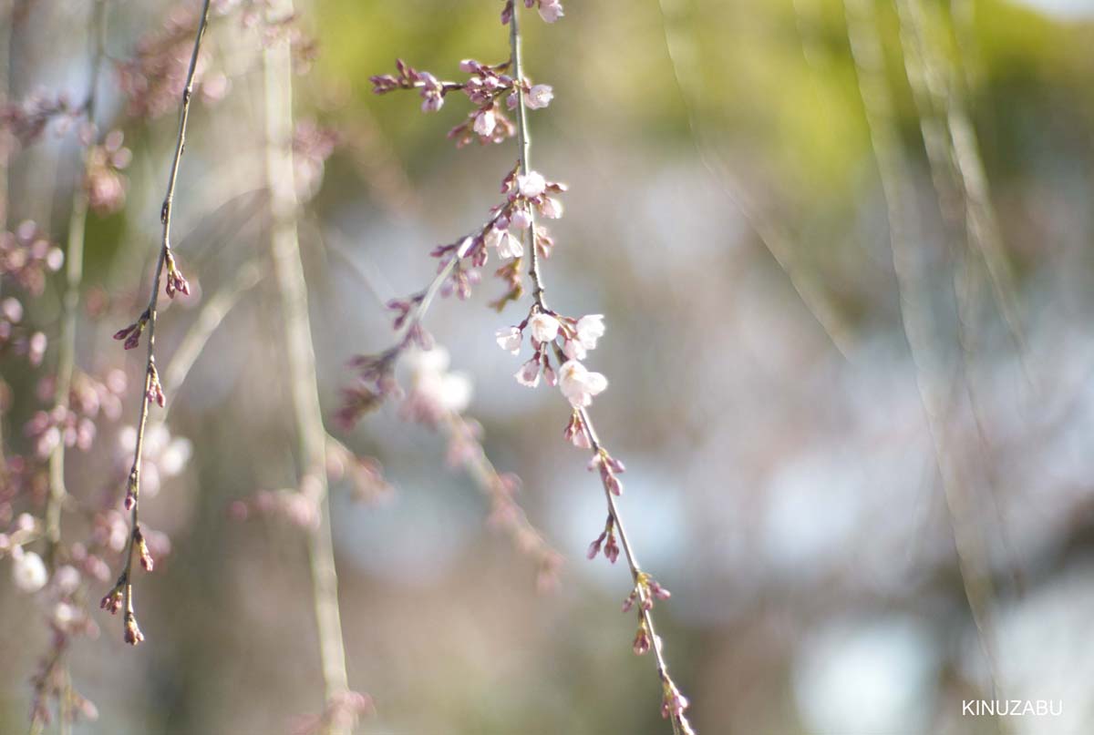 京都御苑の早咲きの桜と桃の花