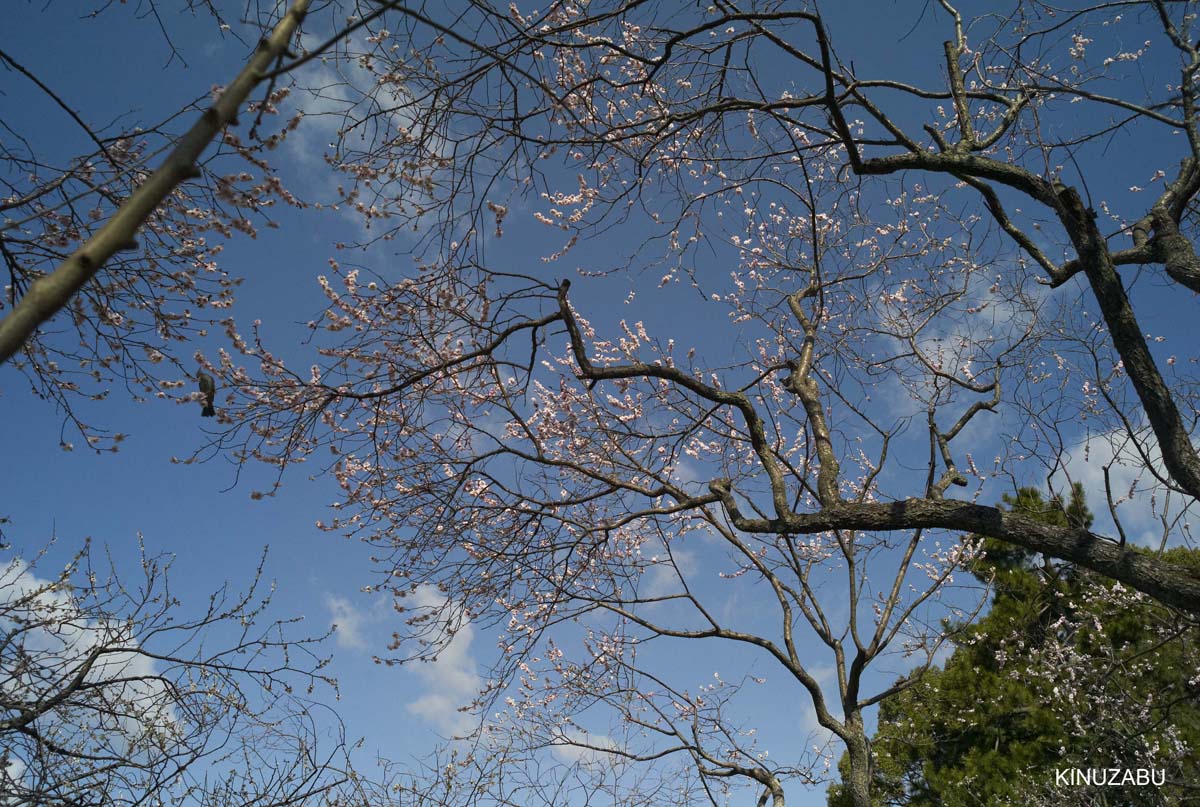 京都御苑の早咲きの桜と桃の花