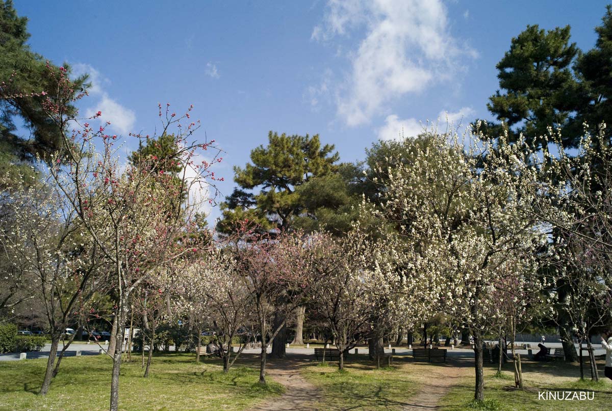 京都御苑の早咲きの桜と桃の花