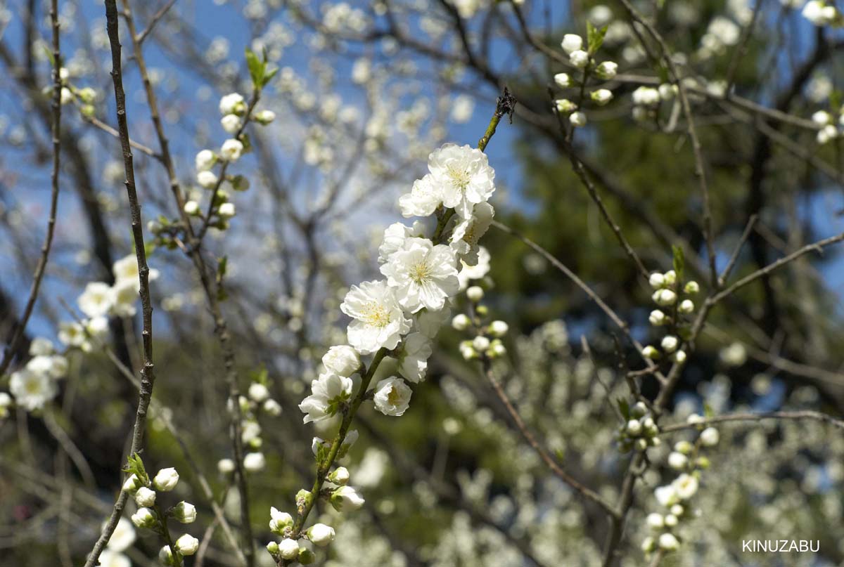 京都御苑の早咲きの桜と桃の花