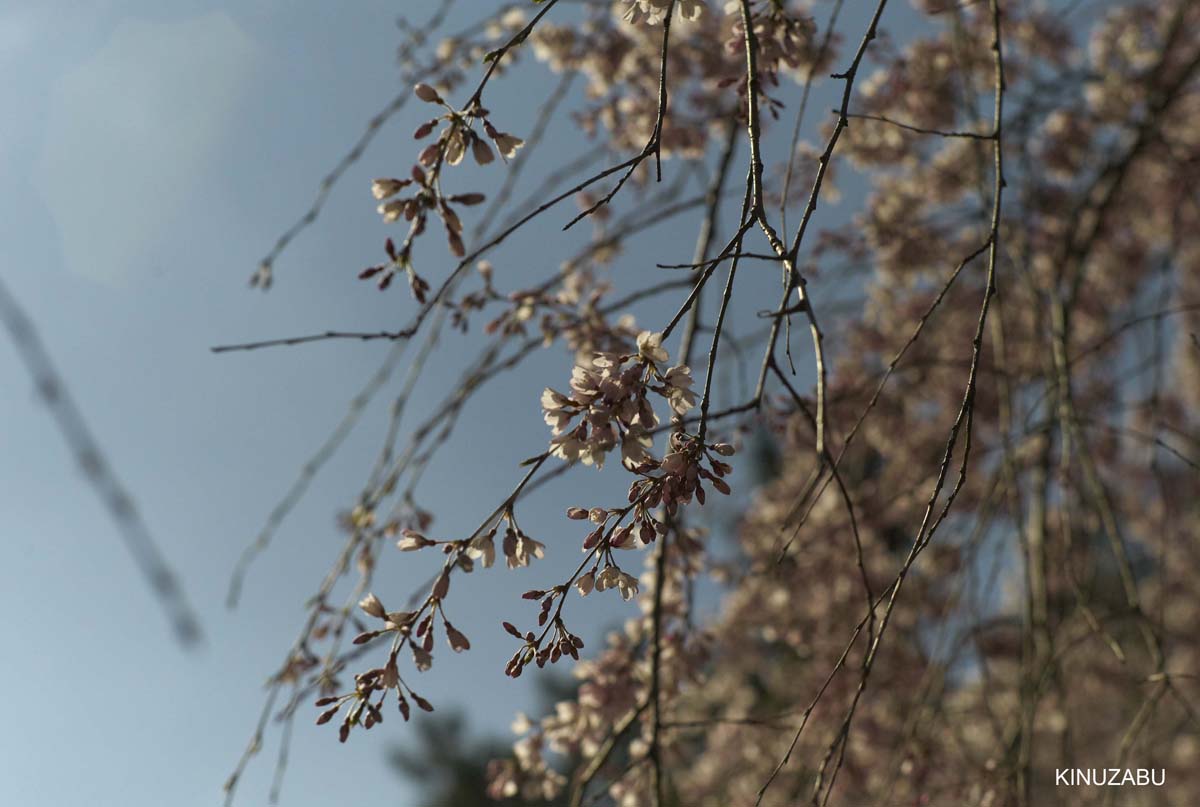 京都御苑の早咲きの桜と桃の花