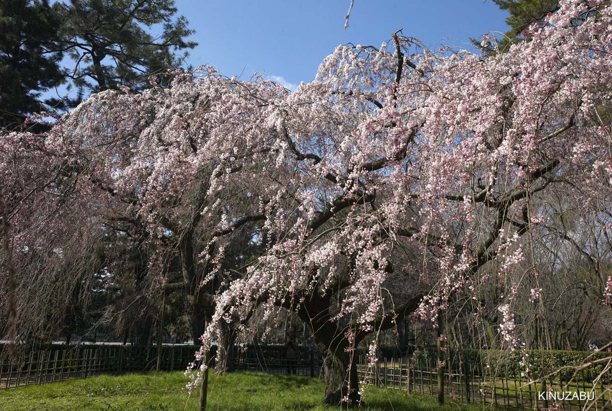 京都御苑の早咲きの桜と桃の花