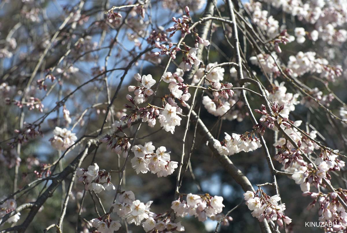 京都御苑の早咲きの桜と桃の花