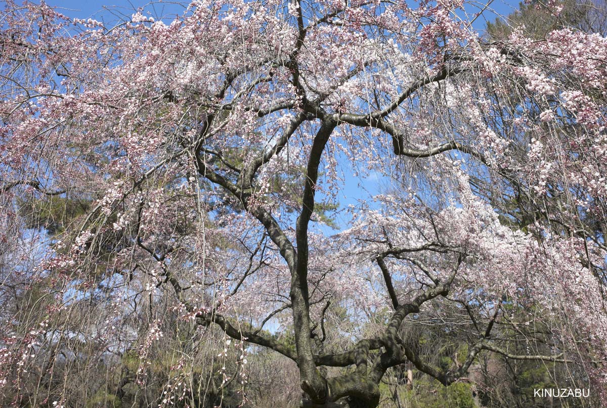 京都御苑の早咲きの桜と桃の花