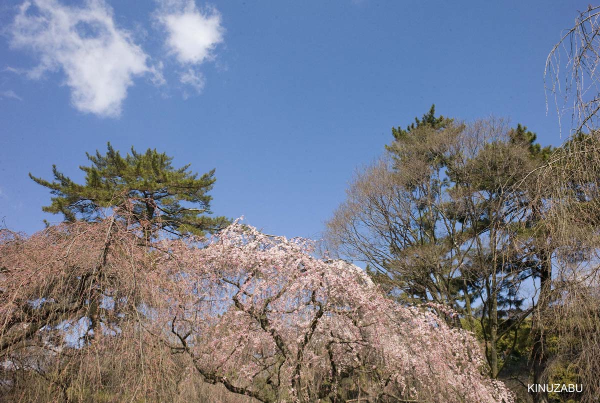 京都御苑の早咲きの桜と桃の花