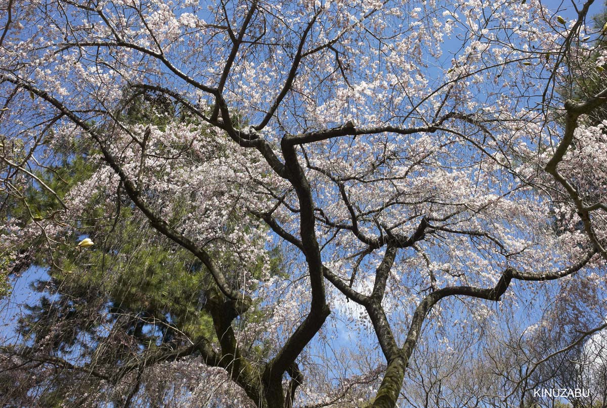 京都御苑の早咲きの桜と桃の花