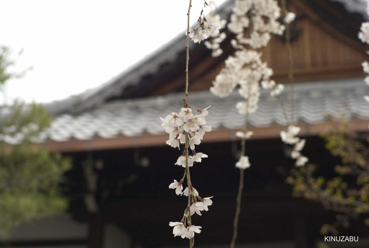 京都：本満寺の枝垂桜と京都御苑の桜