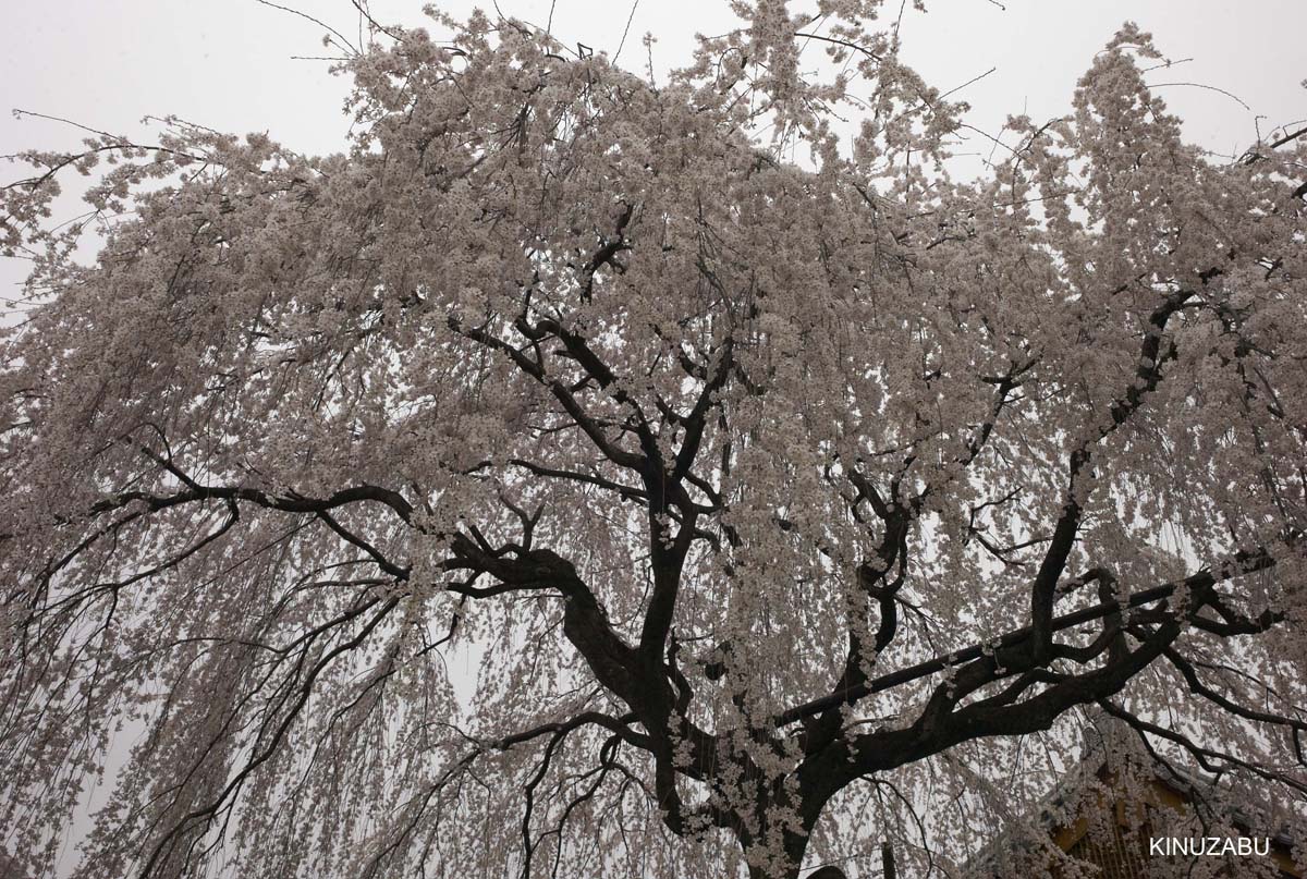 京都：本満寺の枝垂桜と京都御苑の桜