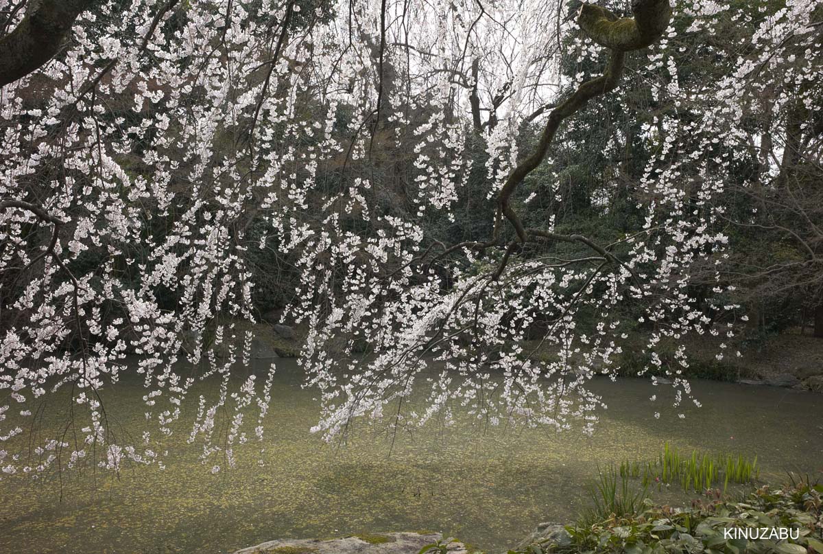 京都：本満寺の枝垂桜と京都御苑の桜