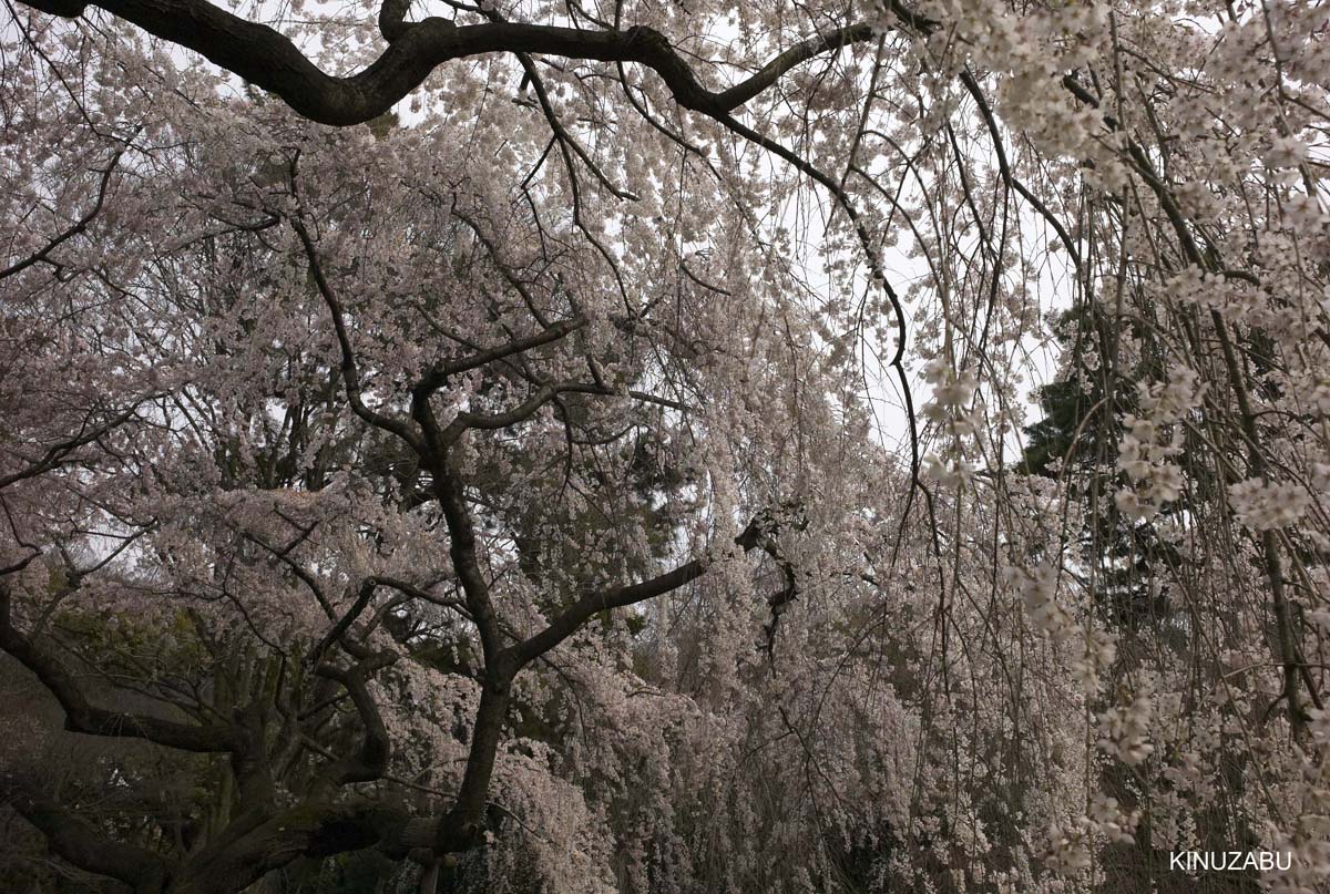 京都：本満寺の枝垂桜と京都御苑の桜