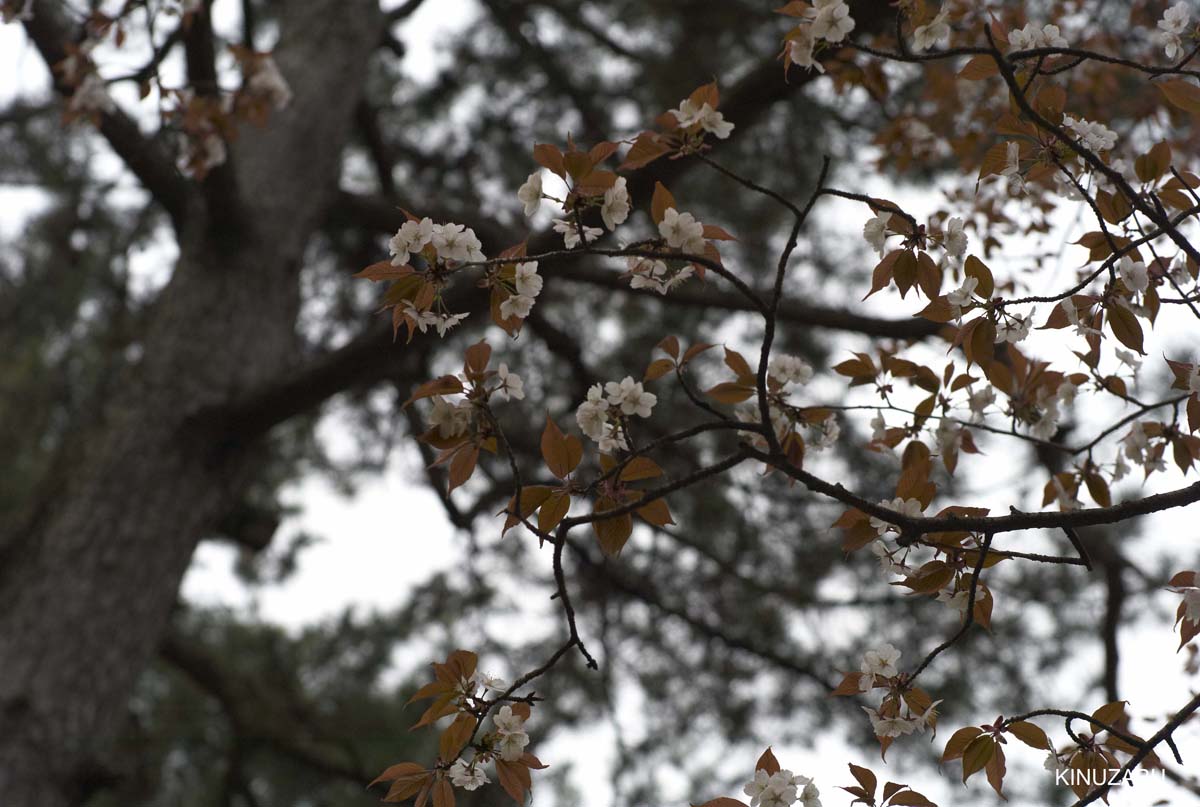 京都：本満寺の枝垂桜と京都御苑の桜