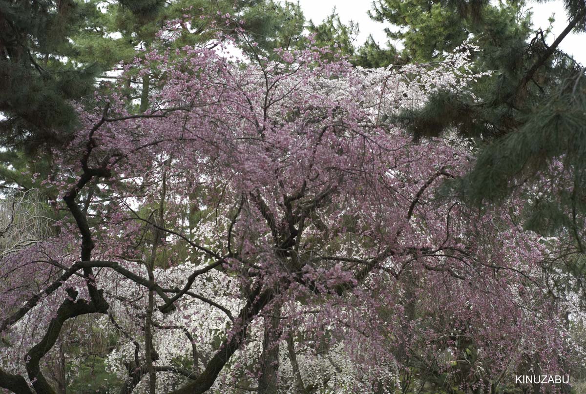 京都：本満寺の枝垂桜と京都御苑の桜