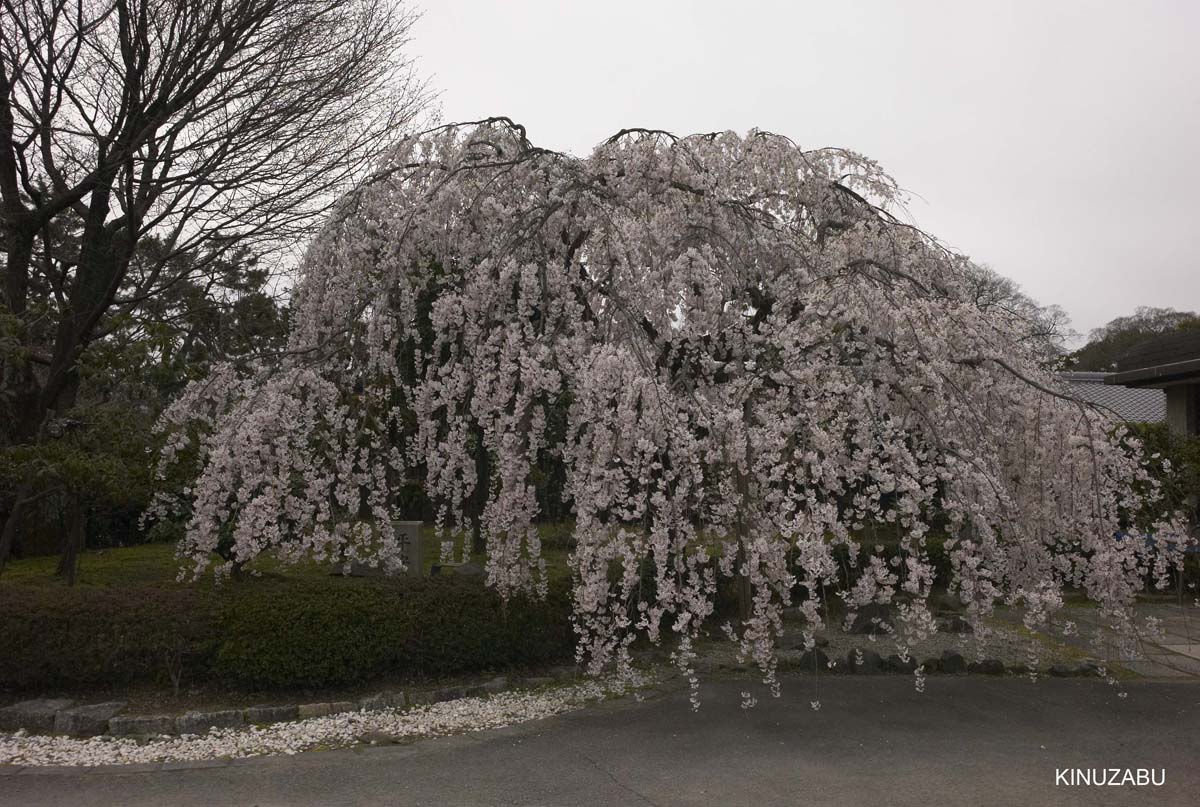 京都：本満寺の枝垂桜と京都御苑の桜