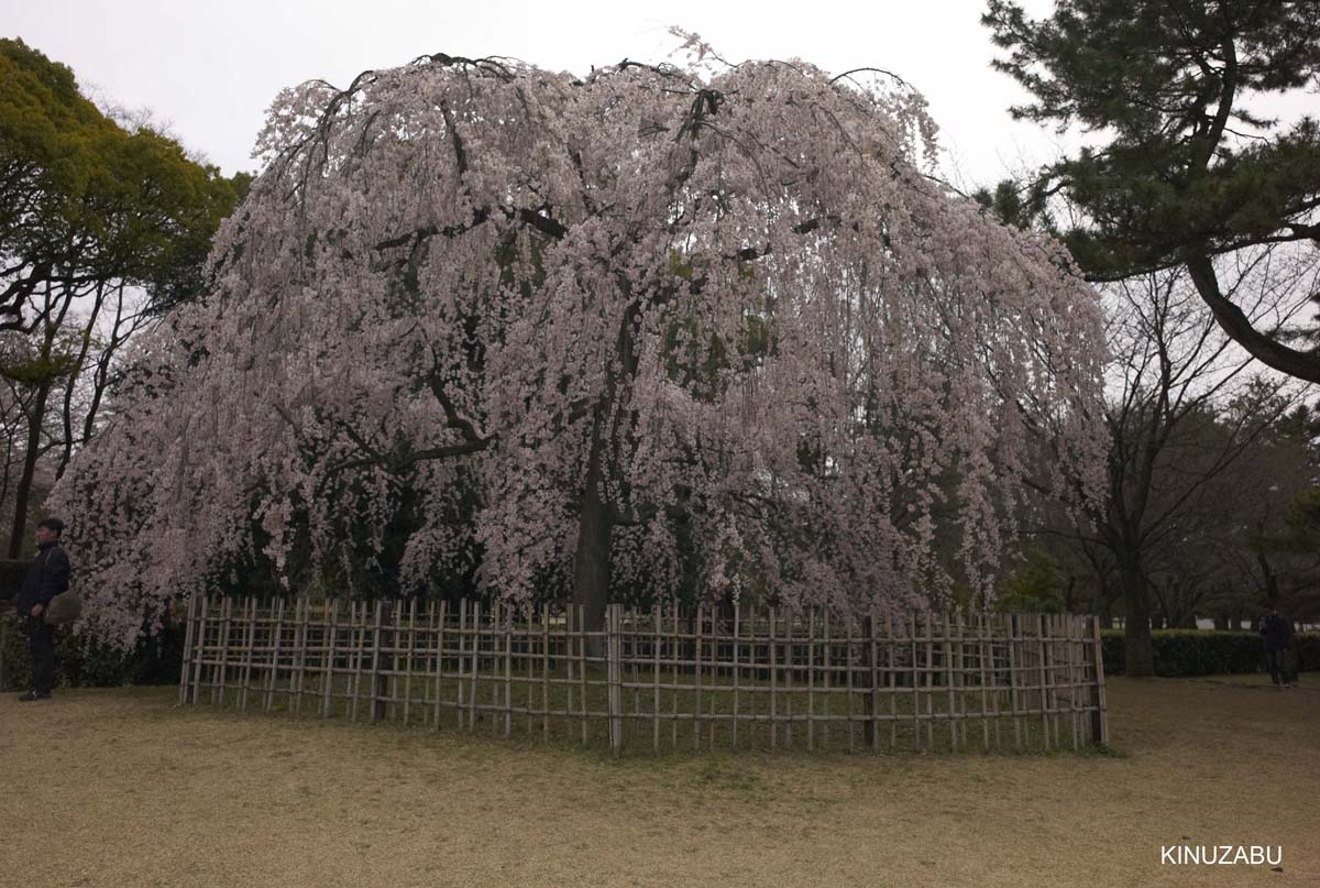 京都：本満寺の枝垂桜と京都御苑の桜