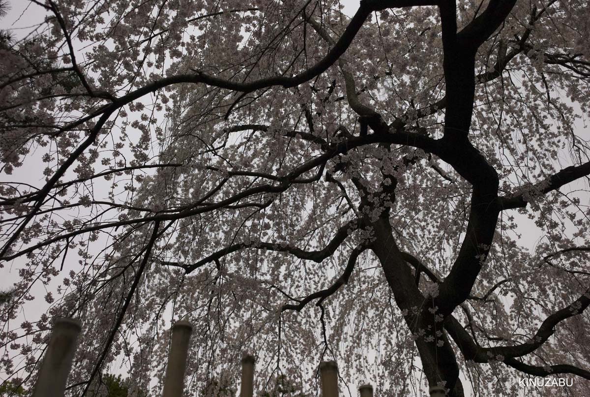 京都：本満寺の枝垂桜と京都御苑の桜